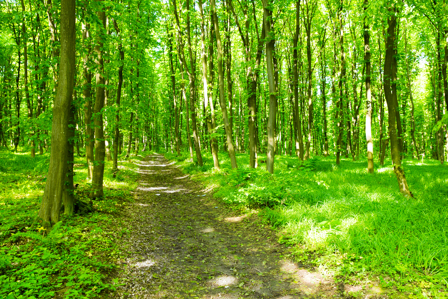 Path through the green forest